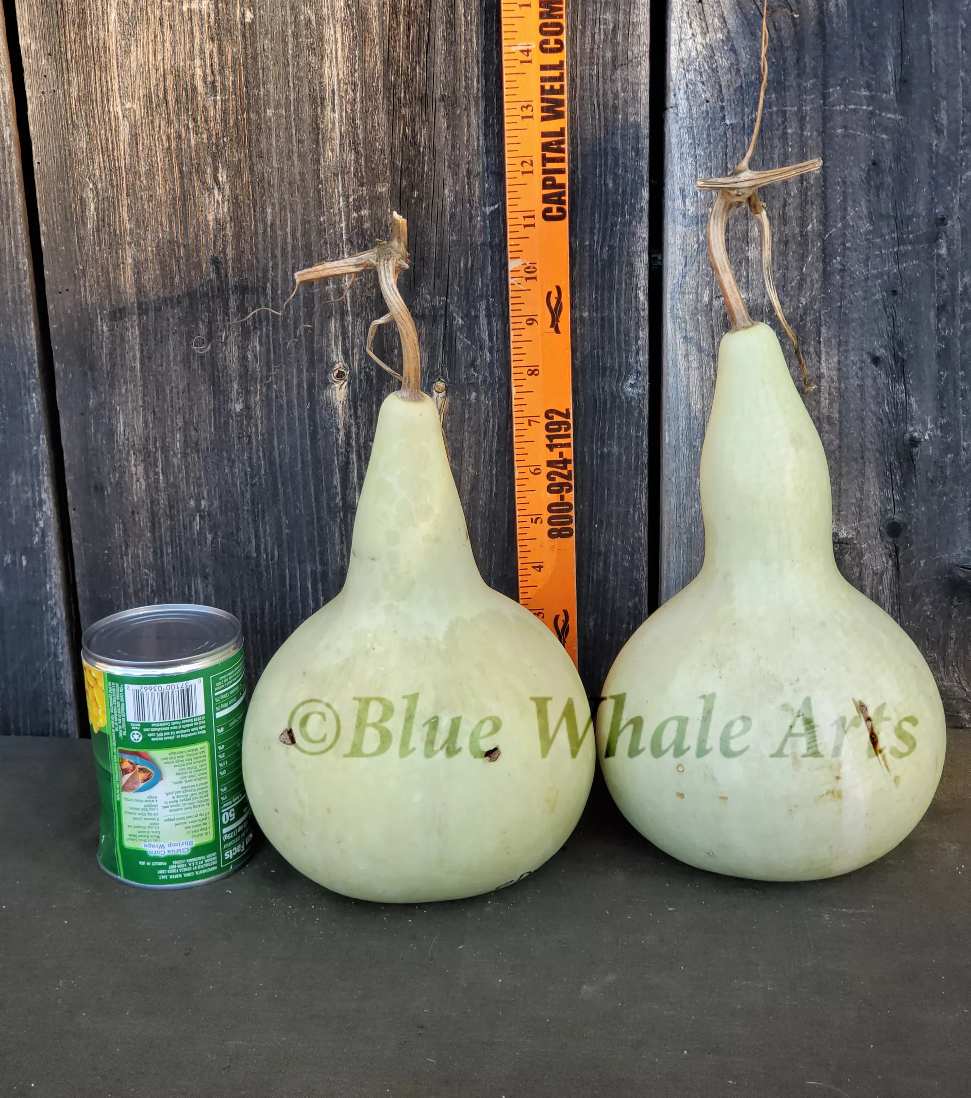 Gourd Seeds – O'Dell – 10 per package
