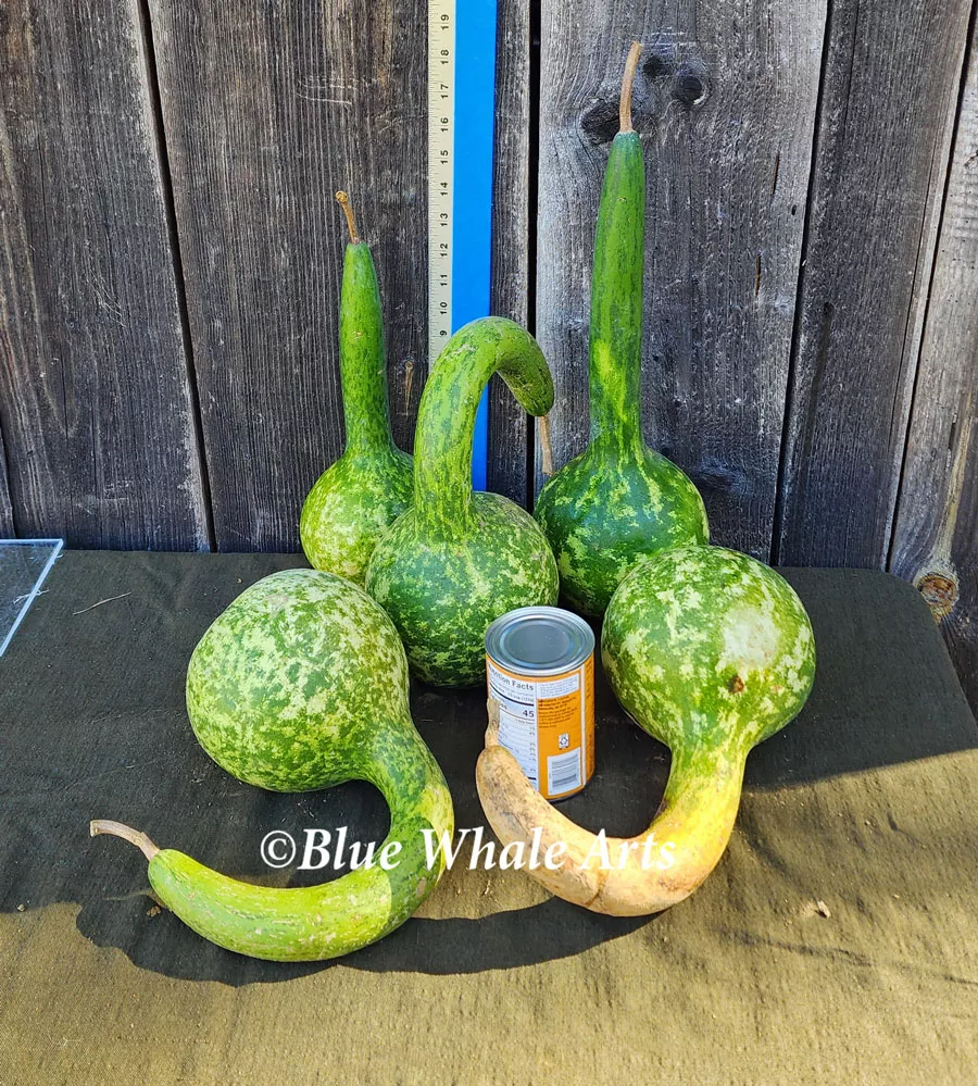 Gourd Seeds – Short Handle Dipper – 10 per package