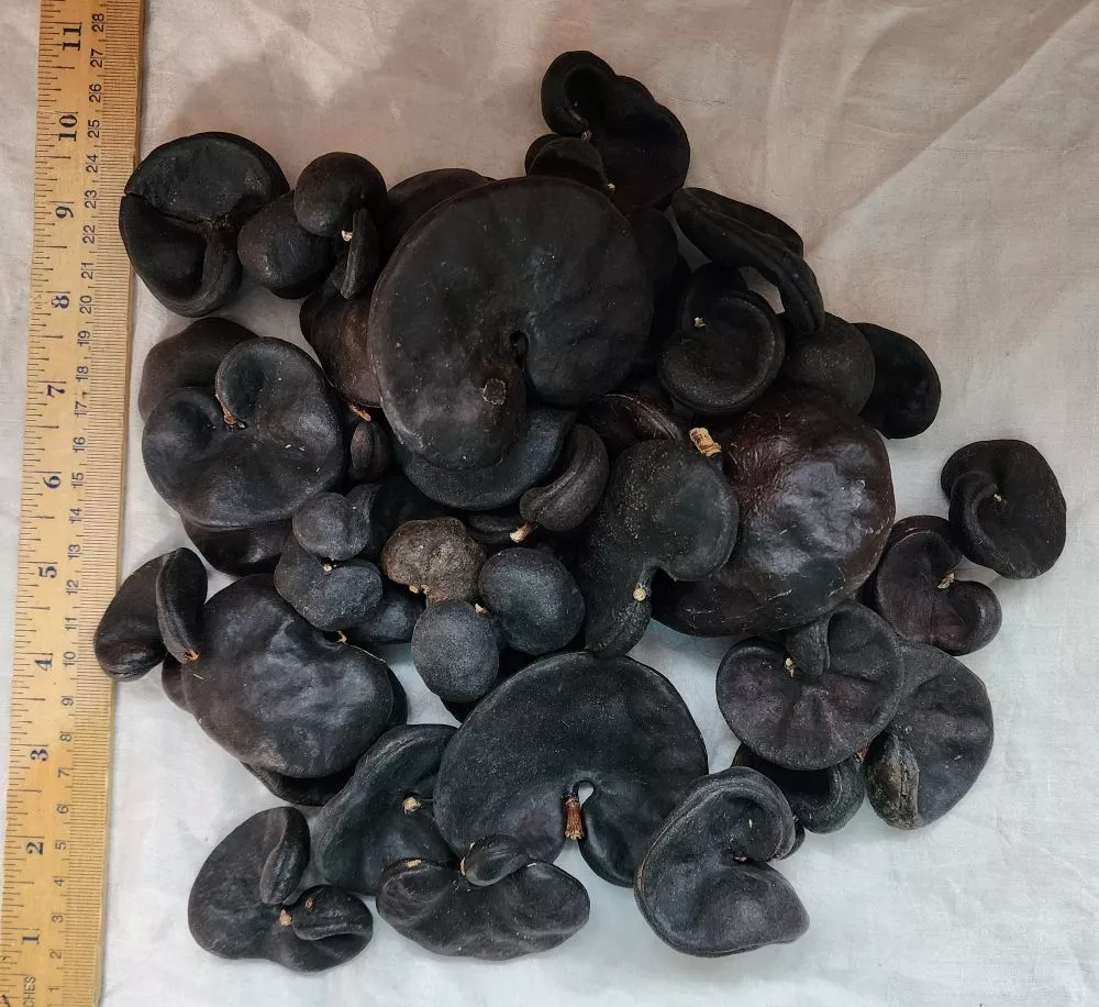 Monkey's Ear Pod 1 Pound